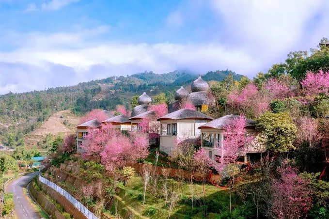 Garrya Mù Cang Chải